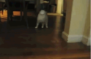 anigif_enhanced-buzz-6891-1379953129-0