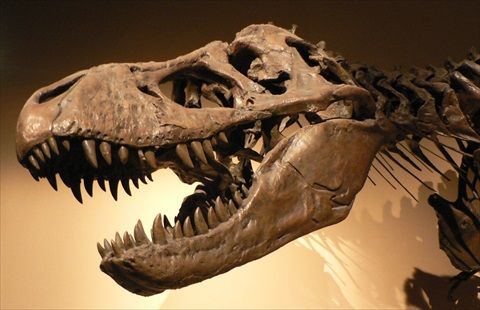 Palais_de_la_Decouverte_Tyrannosaurus_rex_p1050042
