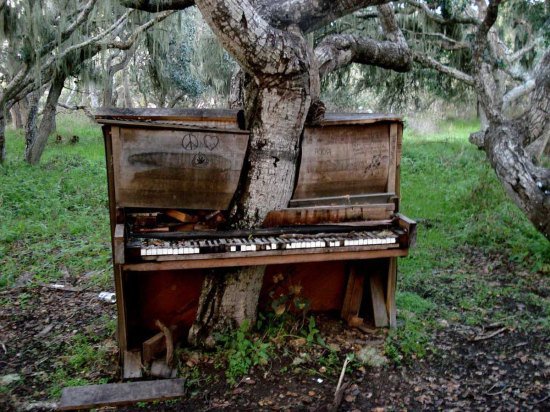 plants-growing-weird-places-conditions-0