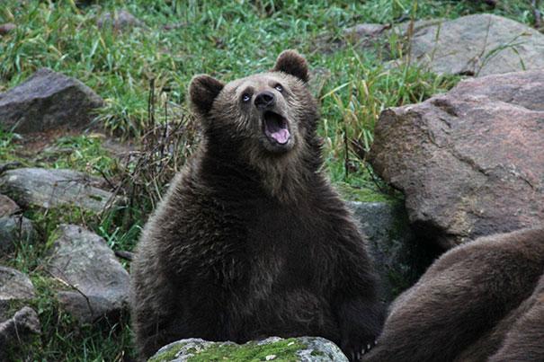 funny-derpy-animals-31