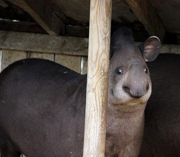 funny-derpy-animals-29