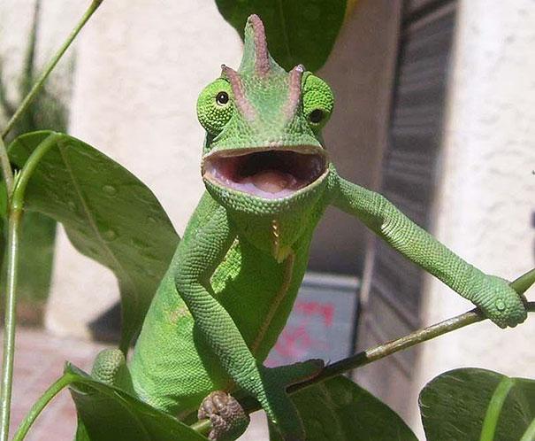 funny-derpy-animals-55