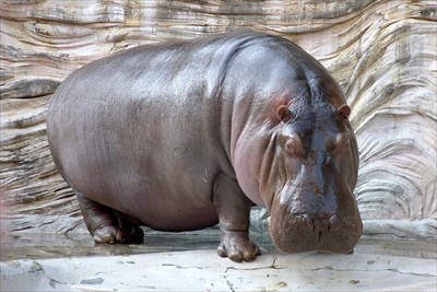 1280px-Hippopotamus_-_04