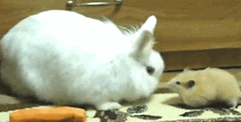funny-gif-rabbit-hamster-stealing-carrot