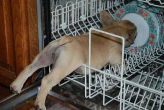 animals-stuck-in-places-15