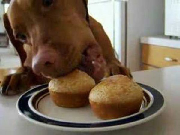 pets_steal_food_640_19