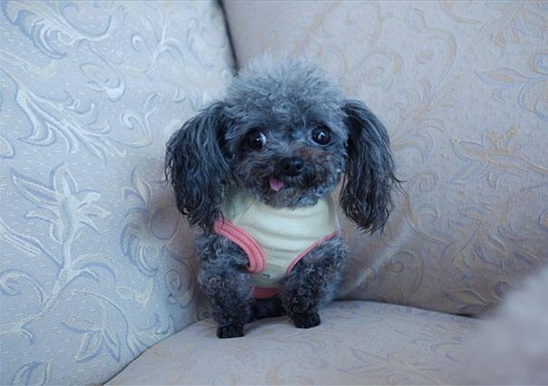 funny-derpy-animals-5