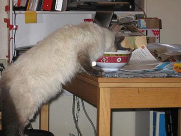 pets_steal_food_640_02