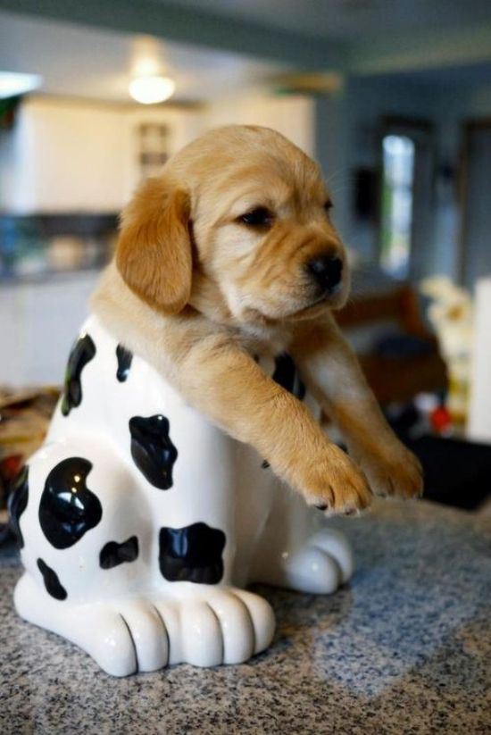 animals-stuck-in-places-26