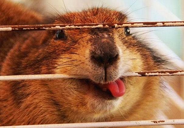 funny-derpy-animals-12