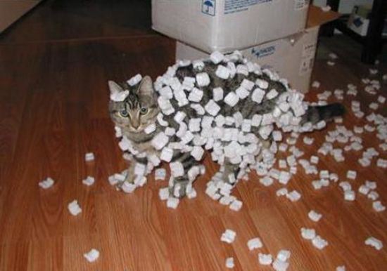 animals-stuck-in-places-17