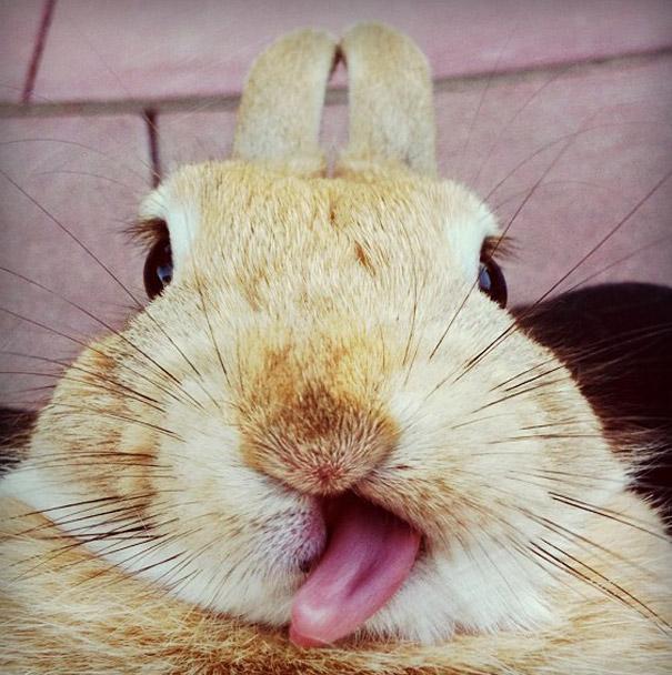 funny-derpy-animals-56