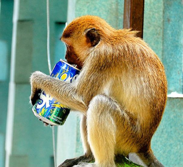 pets_steal_food_640_16