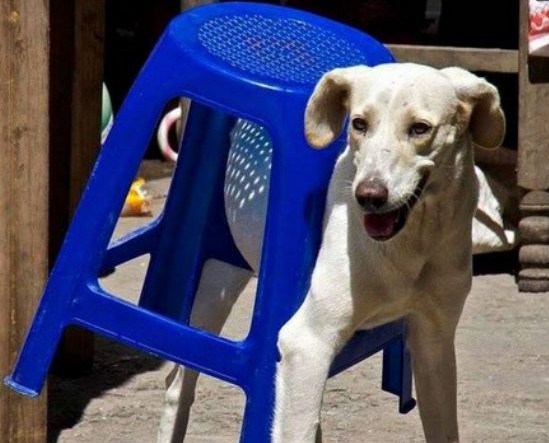animals-stuck-in-places-10-e1397673784452