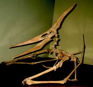 376px-Pteranodon_cat
