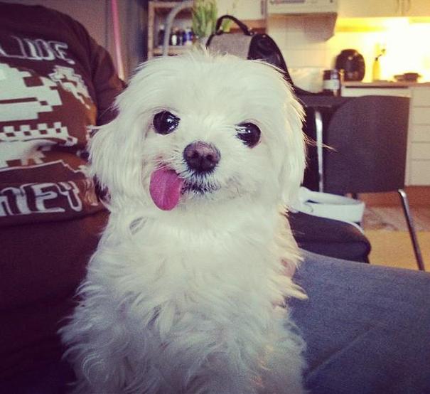 funny-derp-animals-32