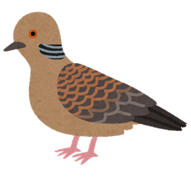 bird_kijibato