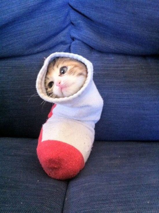 animals-stuck-in-places-2