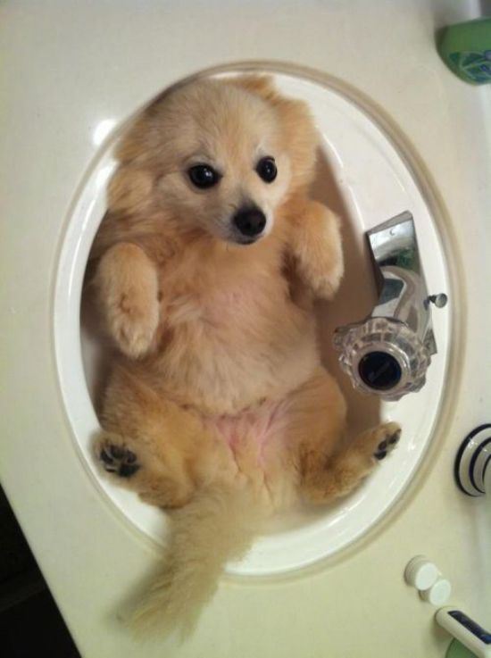 animals-stuck-in-places-24
