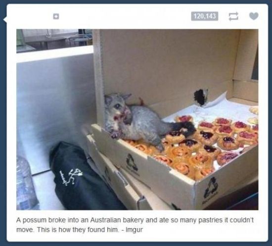 animals-stealing-8