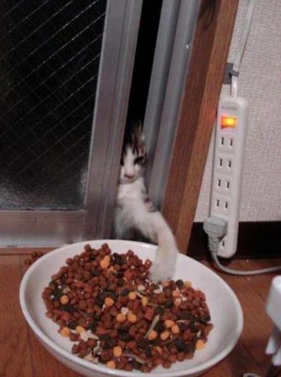 animals-stealing-6