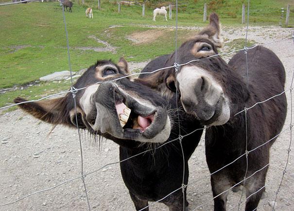 funny-derpy-animals-15