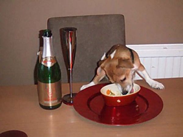 pets_steal_food_640_03