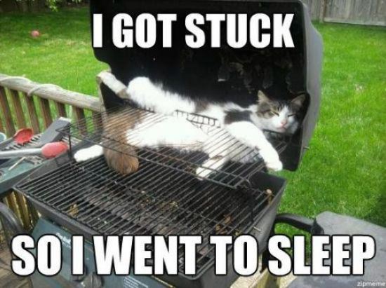animals-stuck-in-places-20