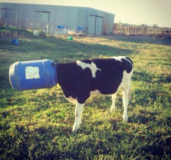 animals-stuck-in-places-23