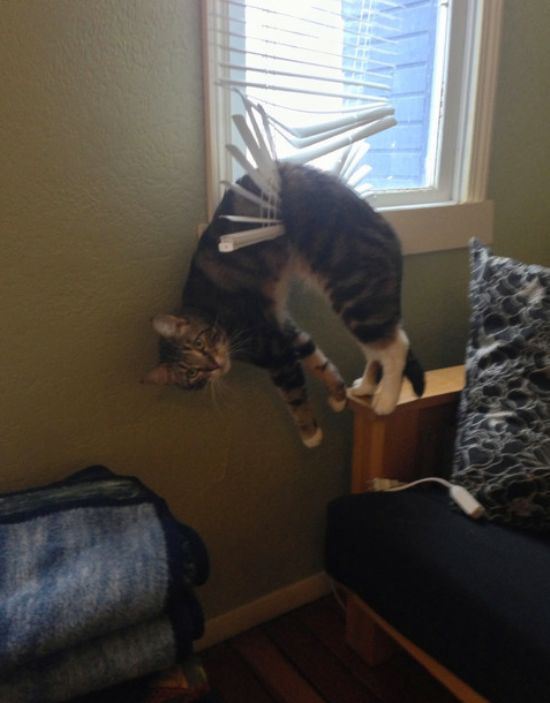 animals-stuck-in-places-14