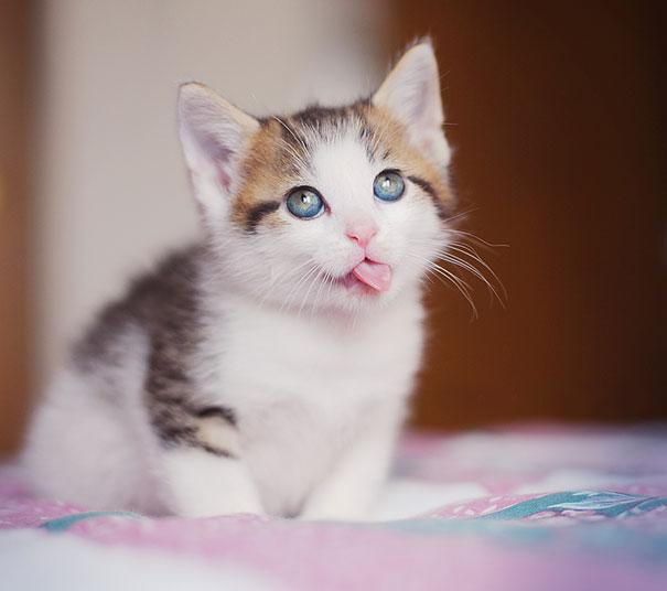 funny-derpy-animals-1