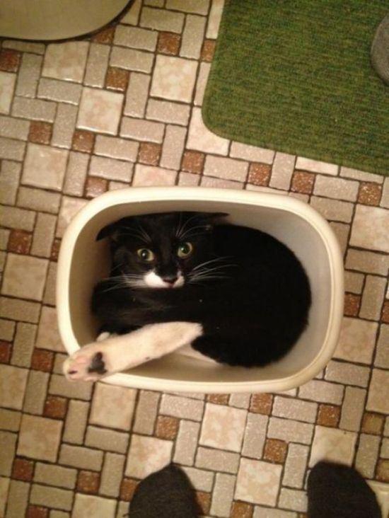 animals-stuck-in-places-27
