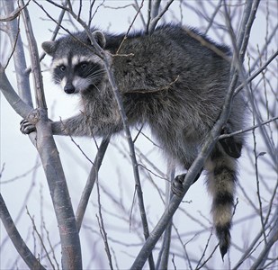 1024px-Raccoon_climbing_in_tree_clipped