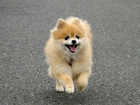 dog289
