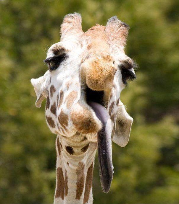 funny-derpy-animals-34