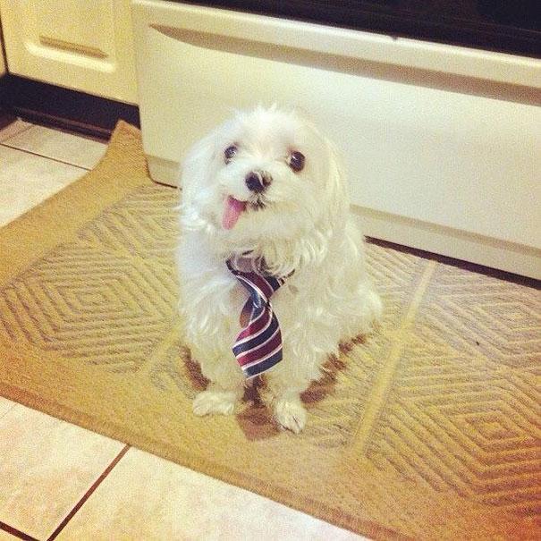 funny-derpy-animals-21