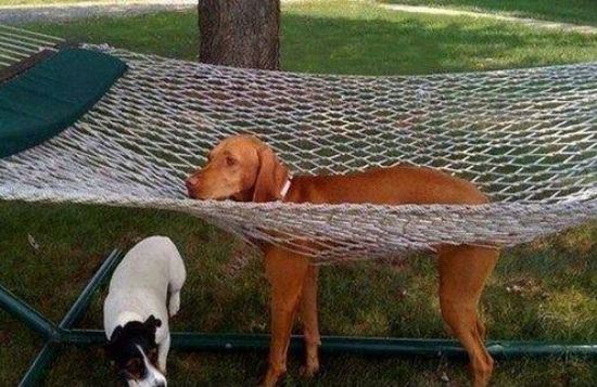 animals-stuck-in-places-7