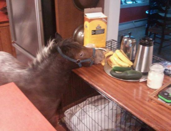 animals-stealing-9