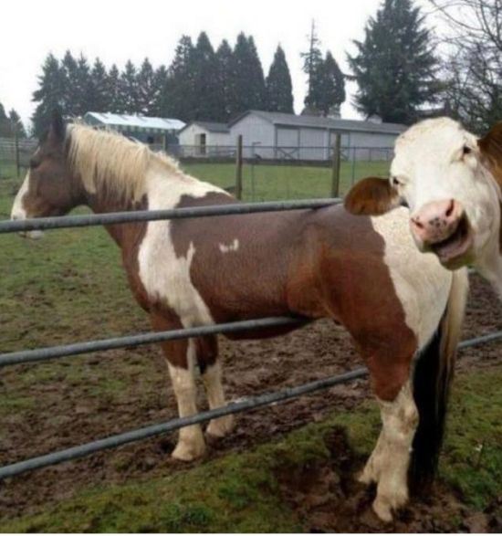 animals-stuck-in-places-6