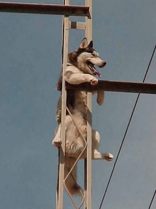 animals-stuck-in-places-16