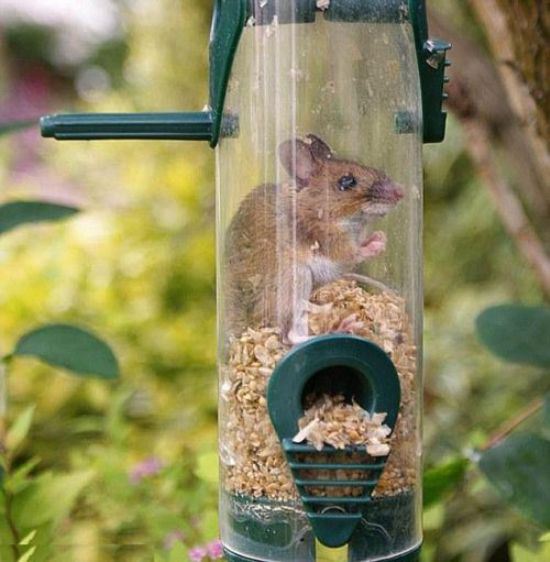 animals-stuck-in-places-28