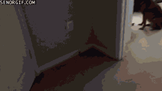 caught-red-handed-dog-funny-pictures-animated-gif