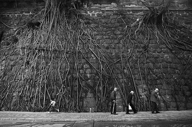 flower-tree-growing-concrete-pavement-39