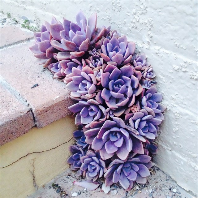 flower-tree-growing-concrete-pavement-17