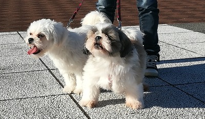 IMG_20181103_174412