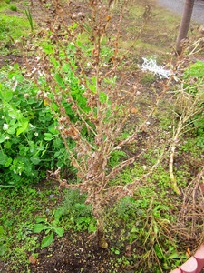s-IMG_1219
