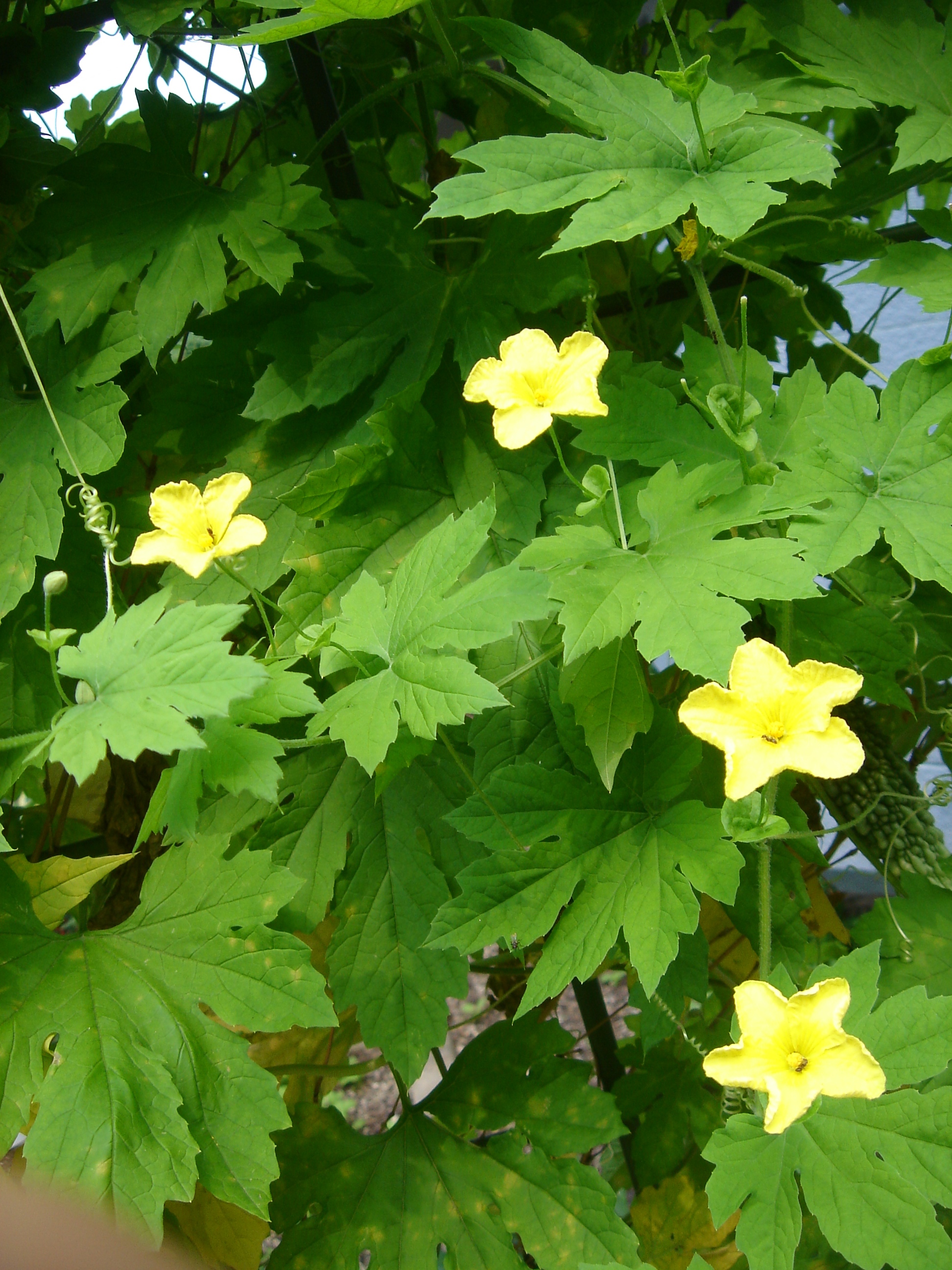 ゴーヤの花 かわいい四つ子 ふうの小さな庭と花たち