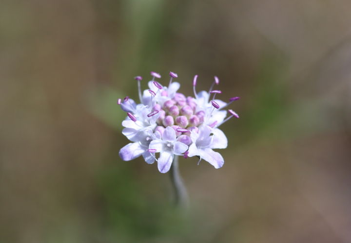 2710�ߥ���ޥĥॷ����11