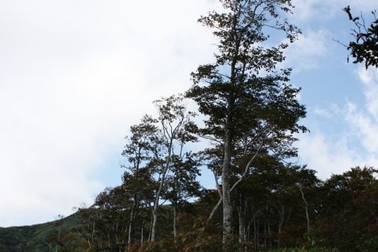 4736buna01