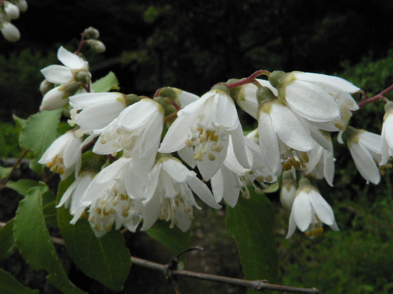卯の花 ふらっと山へ